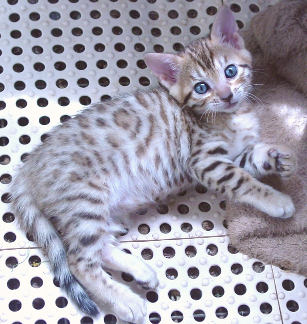 bengal kittens for sale Tucson, AZ